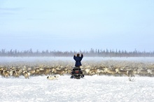 Победитель – «Дирижер оленьего стада», фотограф Rusanov Sergey. Оленевод совхоза «Верхнепуровский» Сергей Кондыгин перегоняет оленье стадо в 5000 голов на новое место пастбища в Приуральском районе Ямала. фото 1