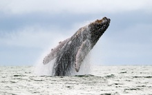 © Luis Robayo/AFP/Getty Images фото 6