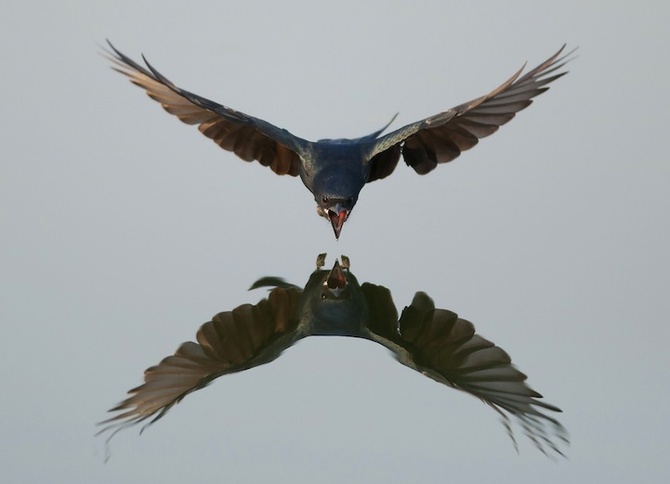 Charging Black Drongo — Vinayak Parmar