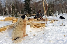 "Новые нарты", фотограф Anna. Ненец-оленевод мастерит новые нарты. Повседневная жизнь стойбища фото 8