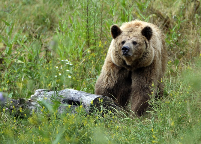 © Jean-Christophe Verhaegen/AFP/Getty Images