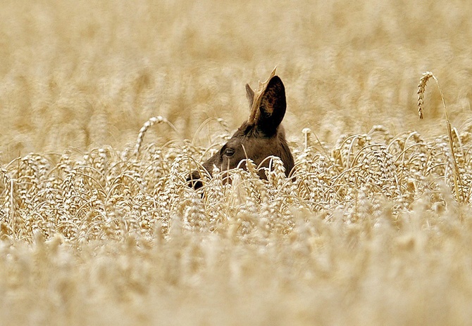 © Holger Hollemann/EPA