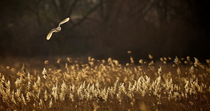 Hunting at Dusk — Mark Bridger