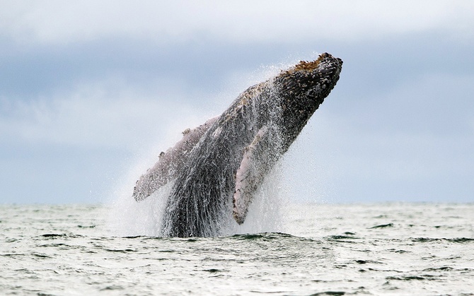 © Luis Robayo/AFP/Getty Images