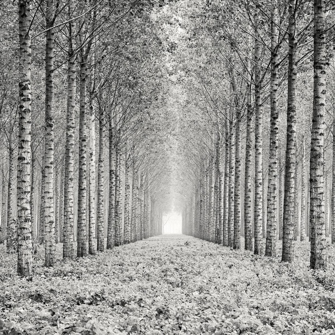 Pierre Pellegrini (Италия) «Строго согласовано». 2-е место IGPOTY Black & White 15