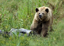 © Jean-Christophe Verhaegen/AFP/Getty Images фото 36