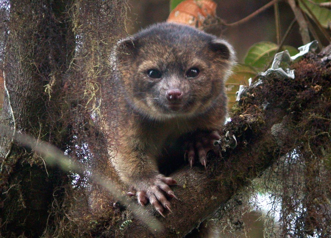 © Mark Gurney/Smithsonian Institution via Reuters