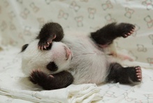 © Taipei City Zoo/AFP/Getty Images фото 21