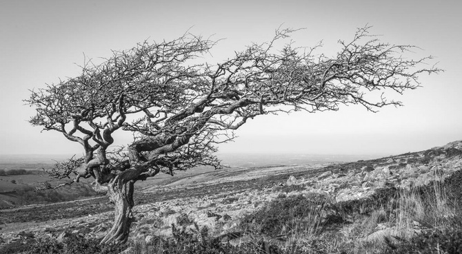 Wendy Reed (Великобритания) «Видавшее виды». Отмечено жюри IGPOTY Black & White 15