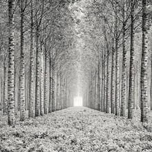 Pierre Pellegrini (Италия) «Строго согласовано». 2-е место IGPOTY Black & White 15 фото 2