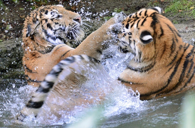 © Waltraud Grubitzsch/EPA