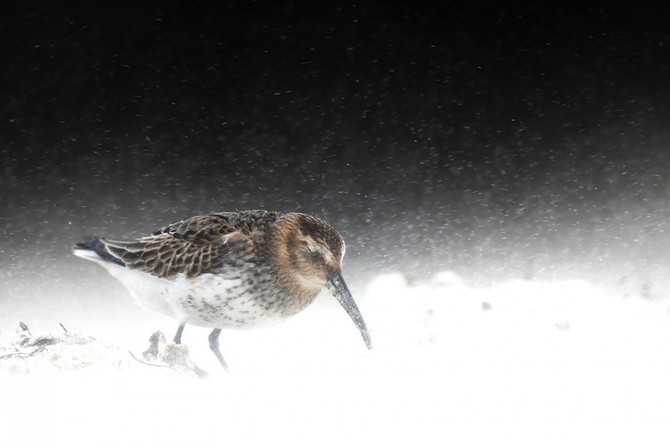 Levi Fitze (Швейцария) «Лицом к буре». Young Bird Photographer of the Year 2022