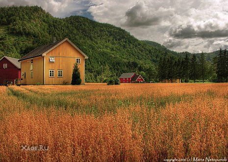 Сайт фотографа Булки