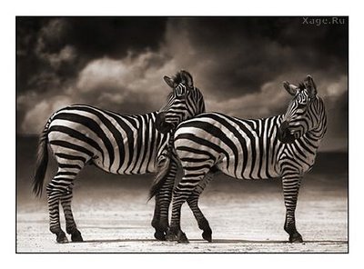 Стильные фото животных от Nick Brandt