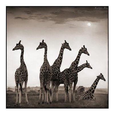 Стильные фото животных от Nick Brandt