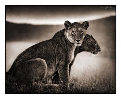 Стильные фото животных от Nick Brandt