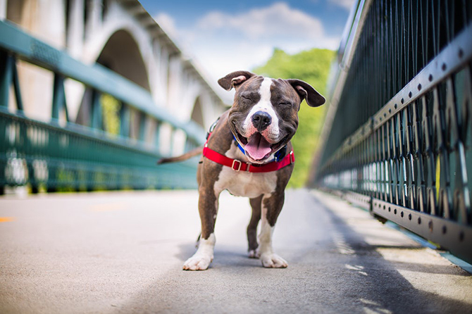 15 снимков победителей конкурса Dog photographer of the year 2017