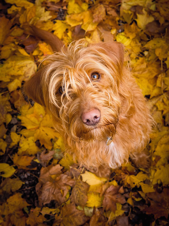 15 снимков победителей конкурса Dog photographer of the year 2017