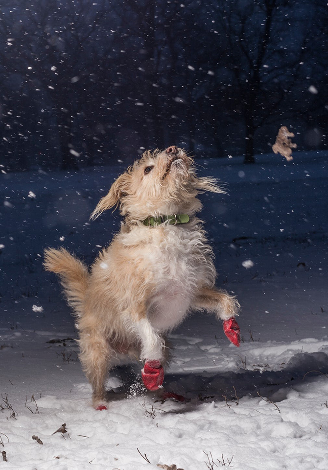 15 снимков победителей конкурса Dog photographer of the year 2017