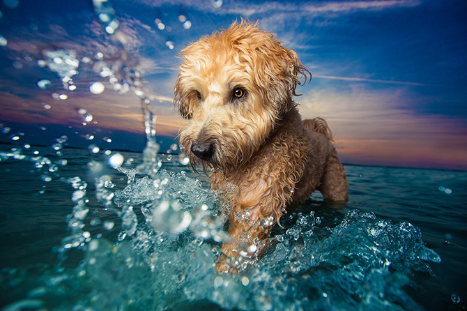 15 снимков победителей конкурса Dog photographer of the year 2017