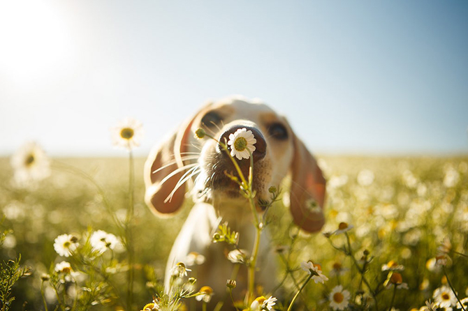 15 снимков победителей конкурса Dog photographer of the year 2017