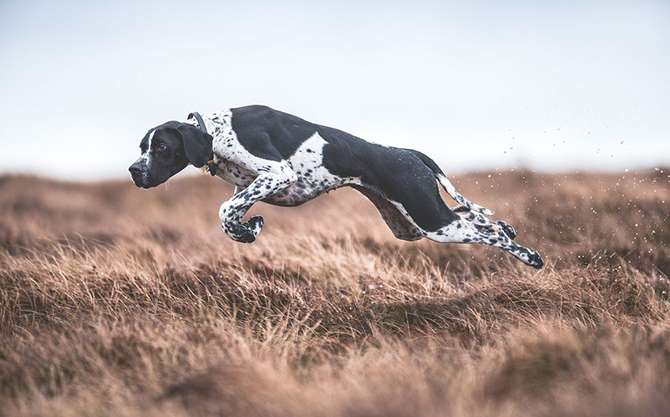 15 снимков победителей конкурса Dog photographer of the year 2017